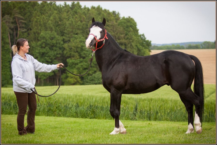 Asbach Fohlenshow 2014 108